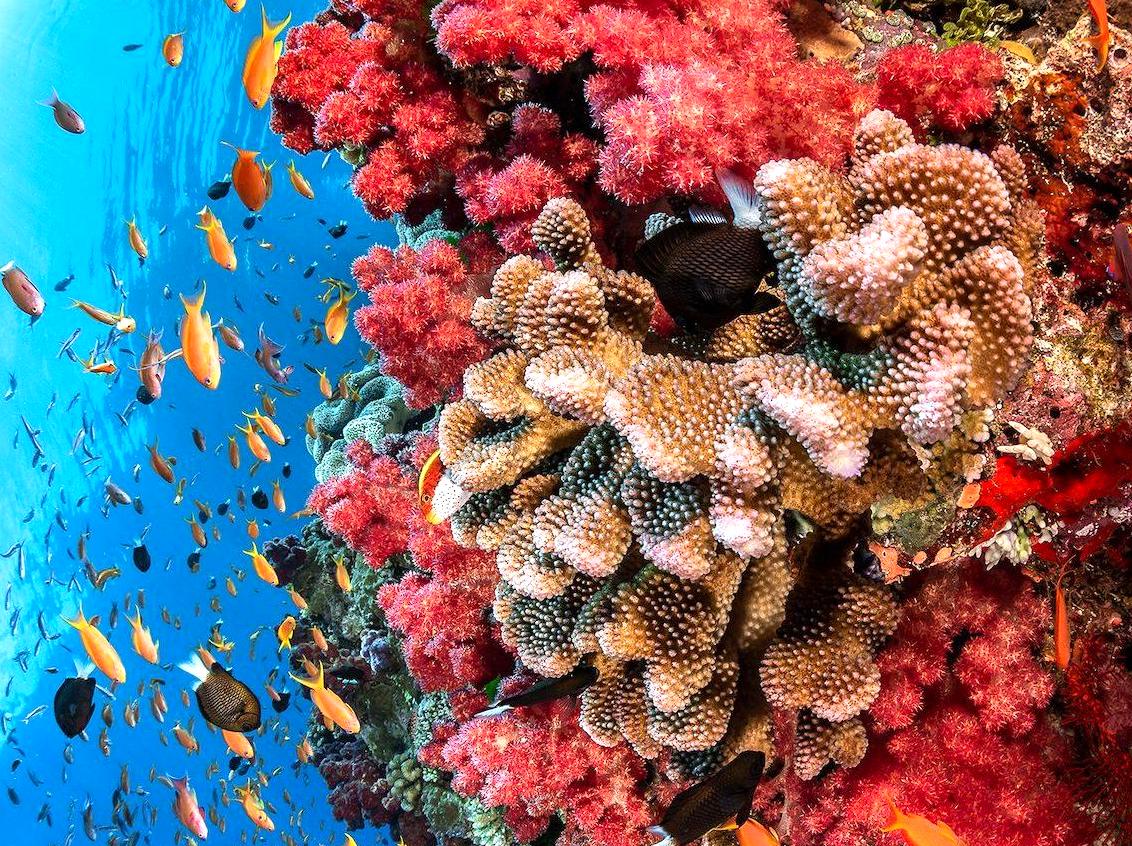 Unveiling the Coral Region Surrounding Cooktown