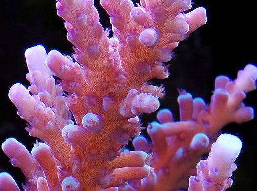 Discovering Coral Life Around Cooktown