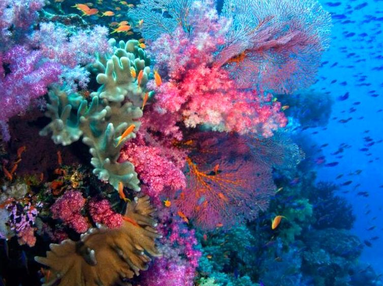 Investigating the Coral Area of Cooktown