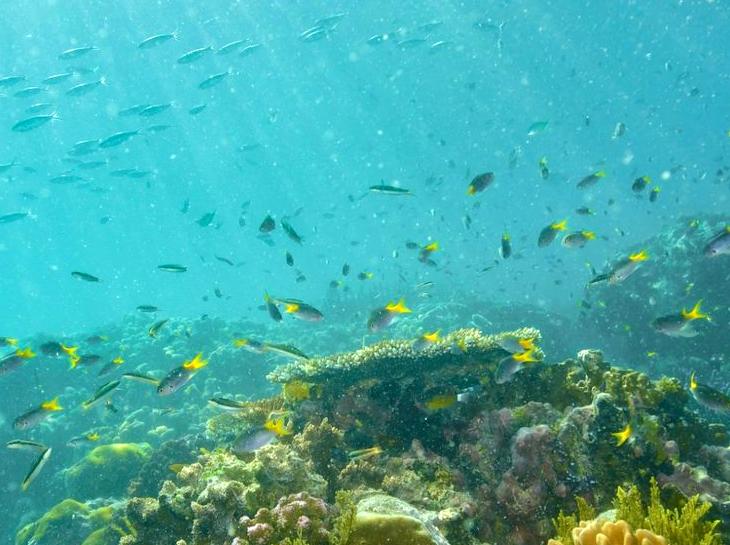 Exploring the Moore Reef Boundary