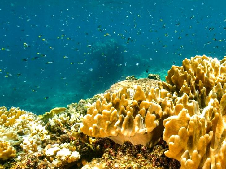 The Moore Reef Fringe: A Journey of Exploration